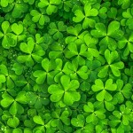 Happy St Paddy’s Day!